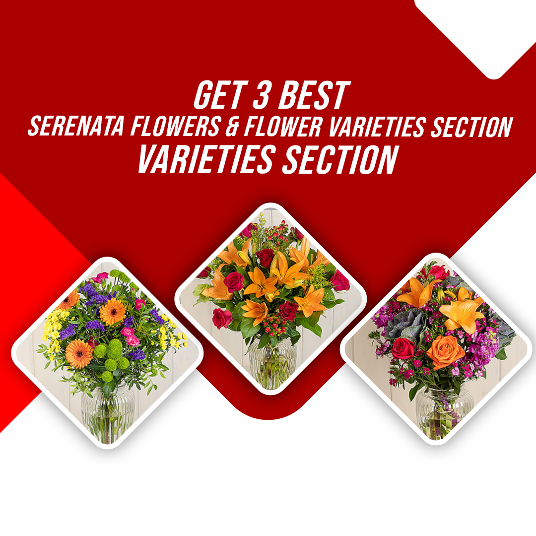 GET 3 BEST SERENATA FLOWERS & FLOWER VARIETIES SECTION Spideroo